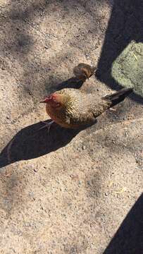 Image of Red Junglefowl