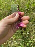 Image of dwarf checkerbloom