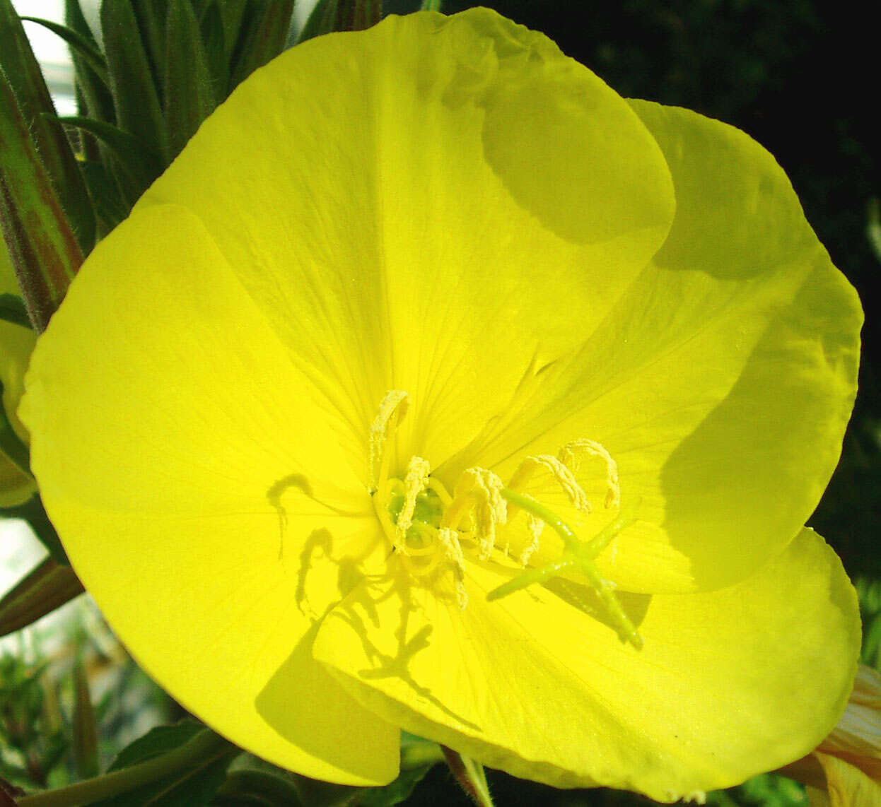 Imagem de Oenothera glazioviana M. Micheli