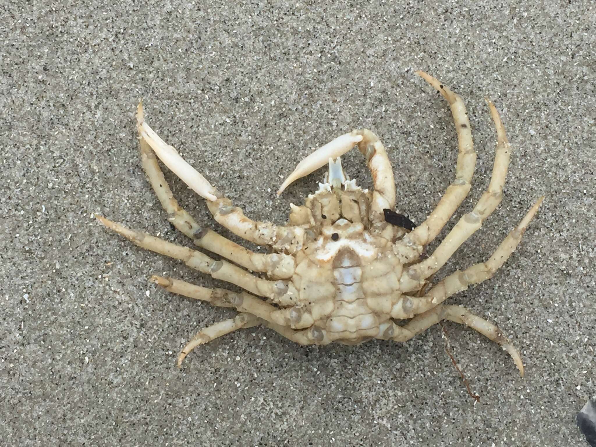 Image of doubtful spider crab