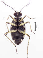 Image of Aoteasalda maculipennis (Cobben 1961)