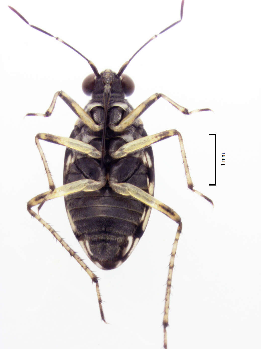 صورة Aoteasalda maculipennis (Cobben 1961)