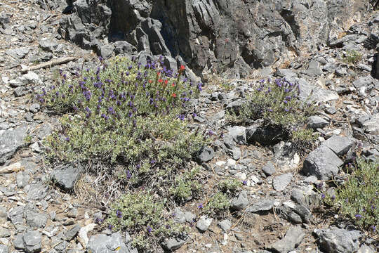 Image of purple sage