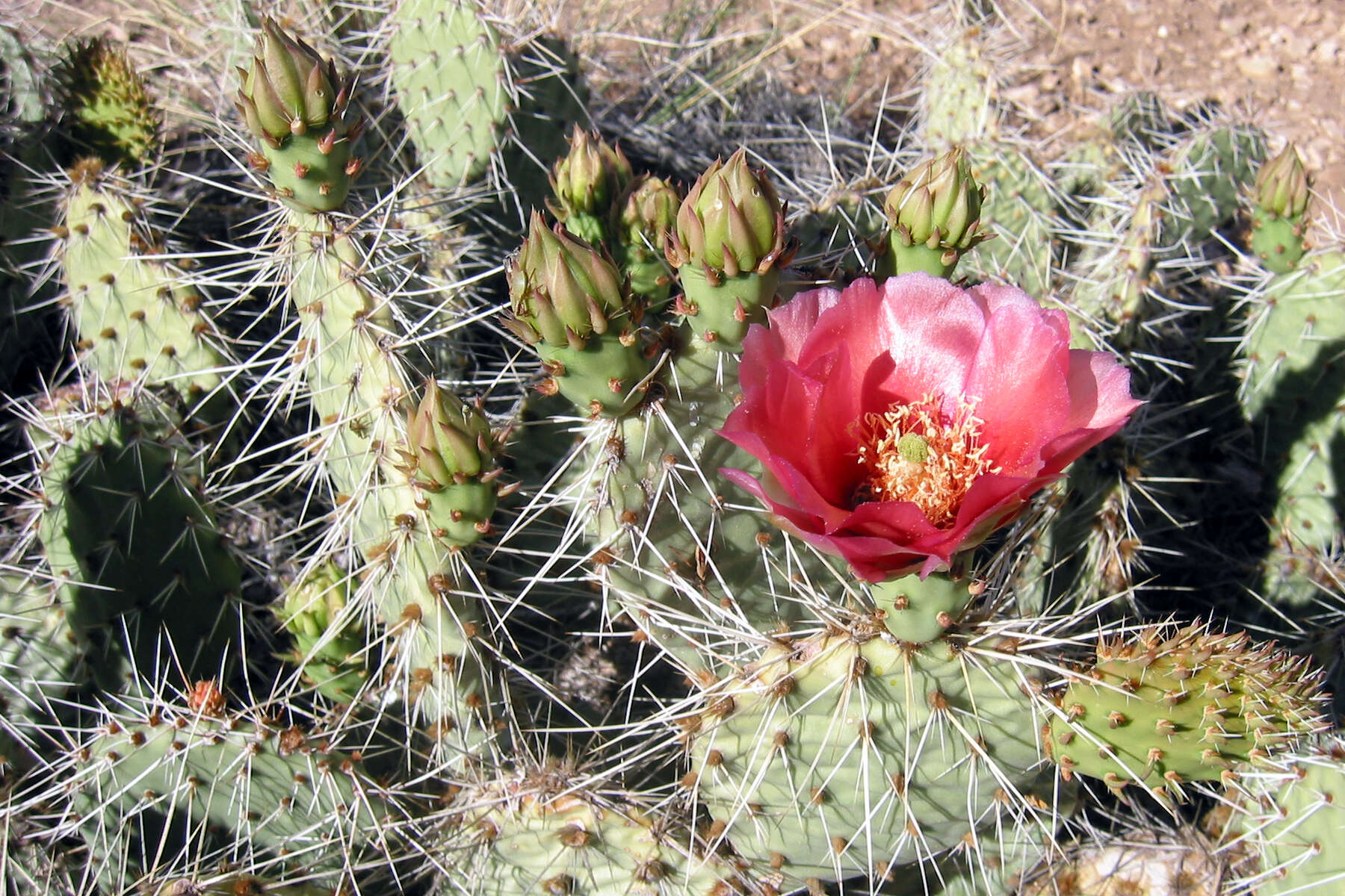 Image of Panhandle Prickly-pear