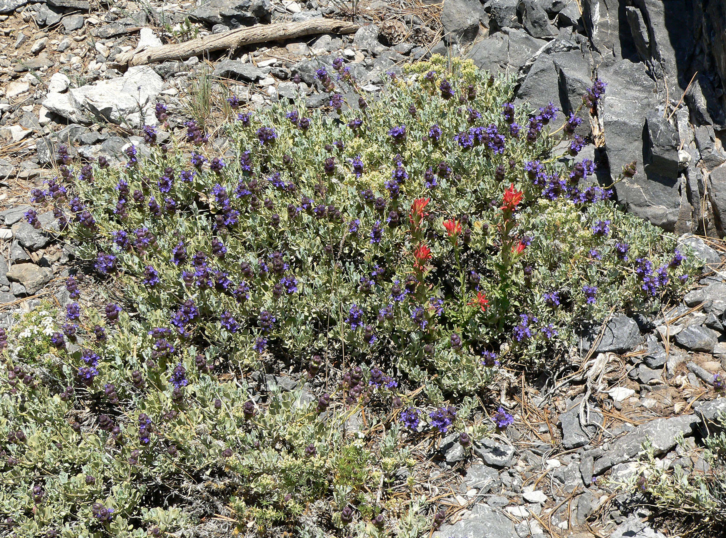 Plancia ëd Salvia dorrii (Kellogg) Abrams