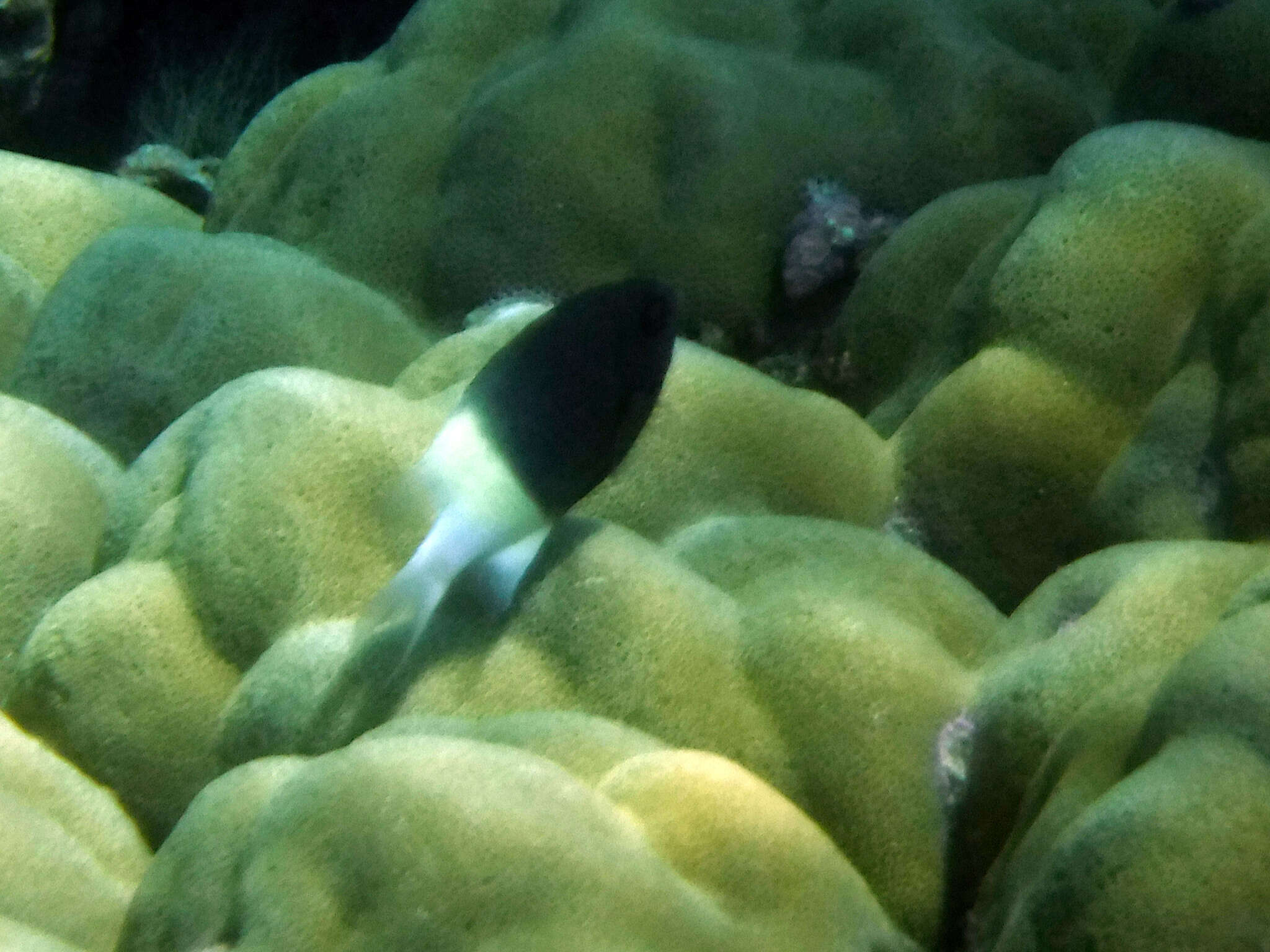 Слика од Pycnochromis fieldi (Randall & Di Battista 2013)