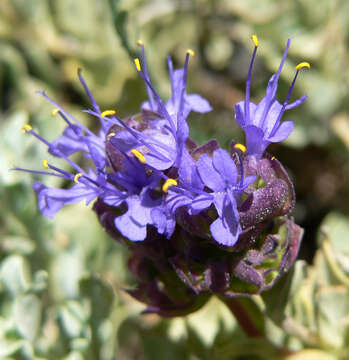 Image of purple sage