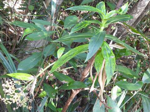 Image of Hedyotis acutangula Champ. ex Benth.