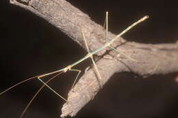 Image of Arizona Walkingstick