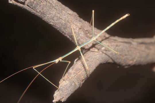 Image of Arizona Walkingstick