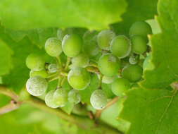 Image of Grape Powdery Mildew