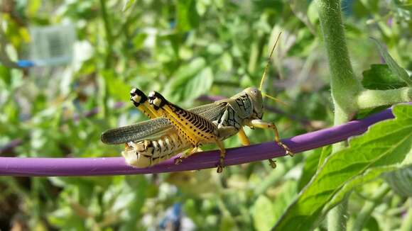 Image of Differential Grasshopper