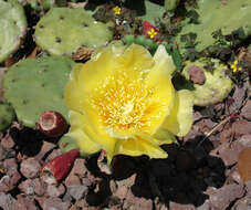 Image of Eastern Prickly Pear