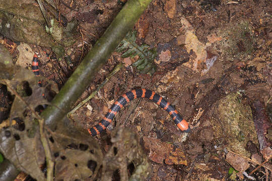 Image of Micrurus multifasciatus (Jan 1858)