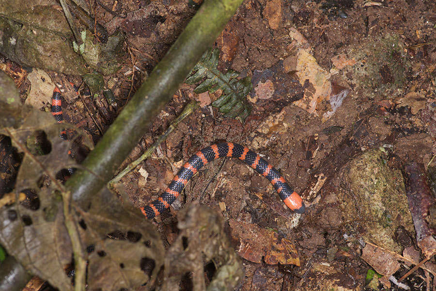 Imagem de Micrurus multifasciatus (Jan 1858)