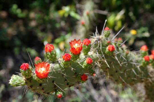 Tacinga inamoena (K. Schum.) N. P. Taylor & Stuppy resmi