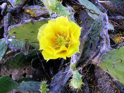 Image of Black-spined pricklypear