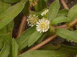 Image of false daisy