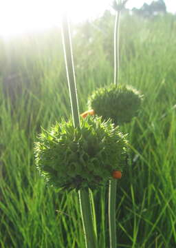 Image of Leonotis ocymifolia var. raineriana (Vis.) Iwarsson