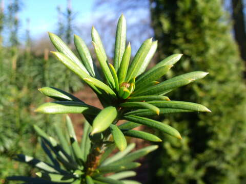 Imagem de Cephalotaxus harringtonii (Knight ex J. Forbes) K. Koch