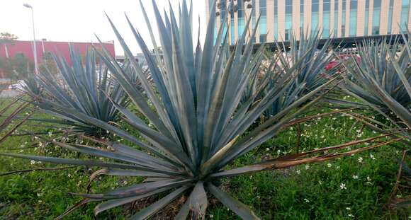 Image of tequila agave