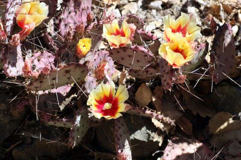 Image of Black-spined pricklypear