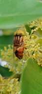 Image of Syrphid fly