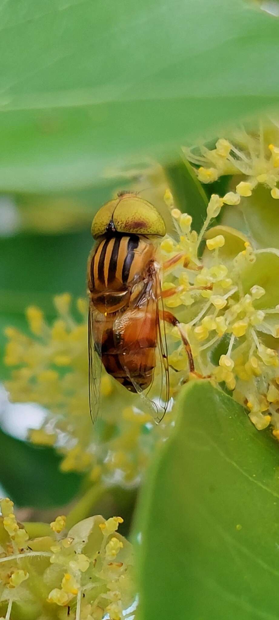 Image of Syrphid fly