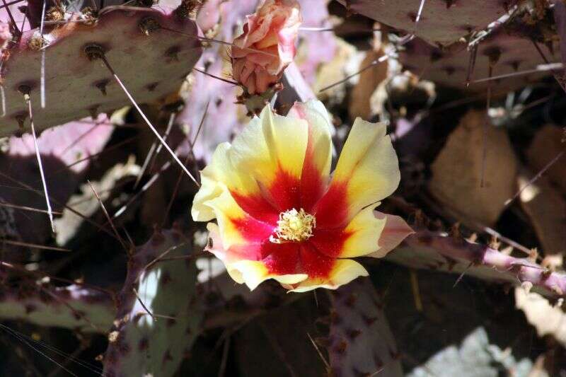 Image of Black-spined pricklypear