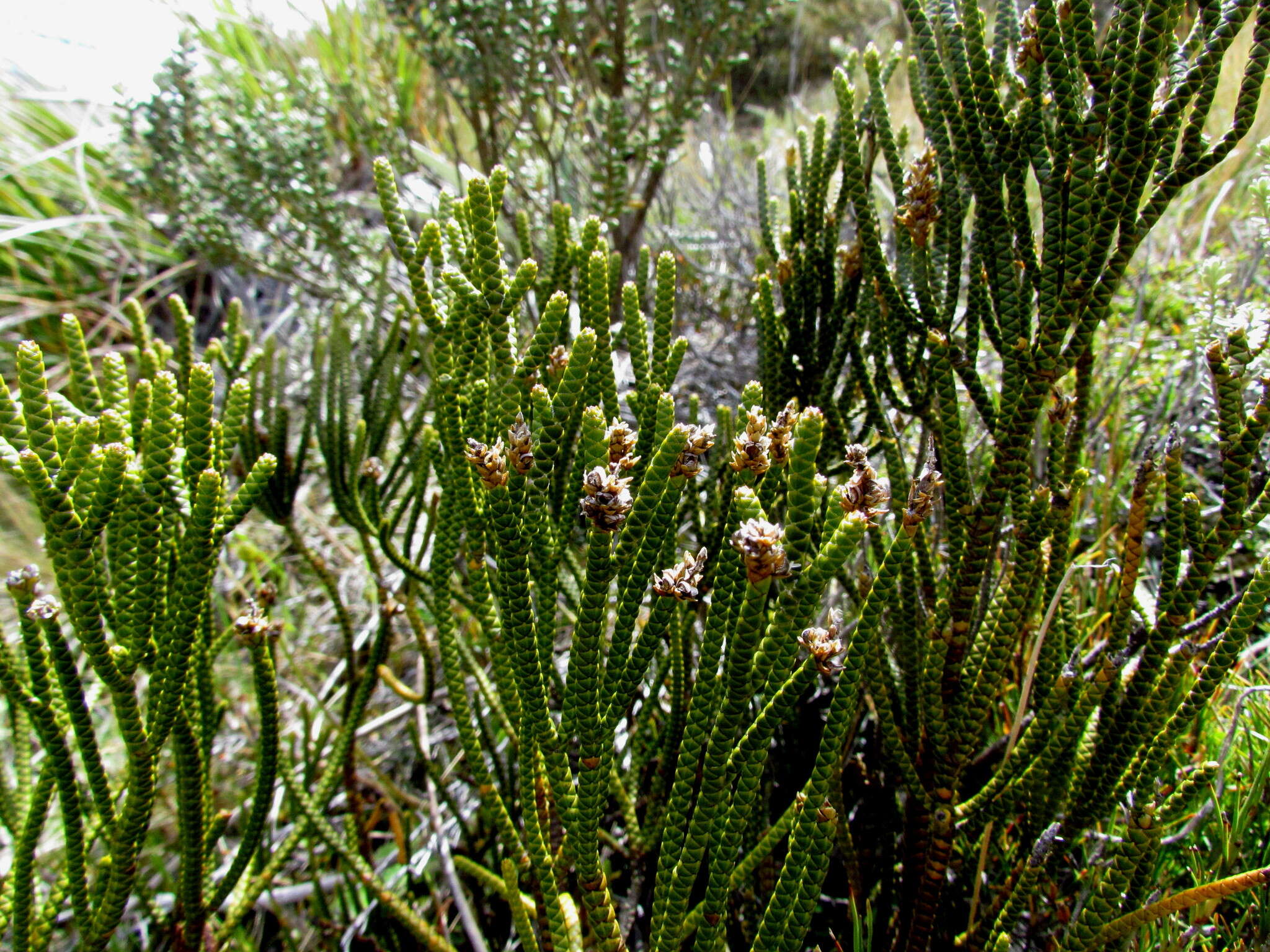 Image of Veronica salicornioides Hook. fil.