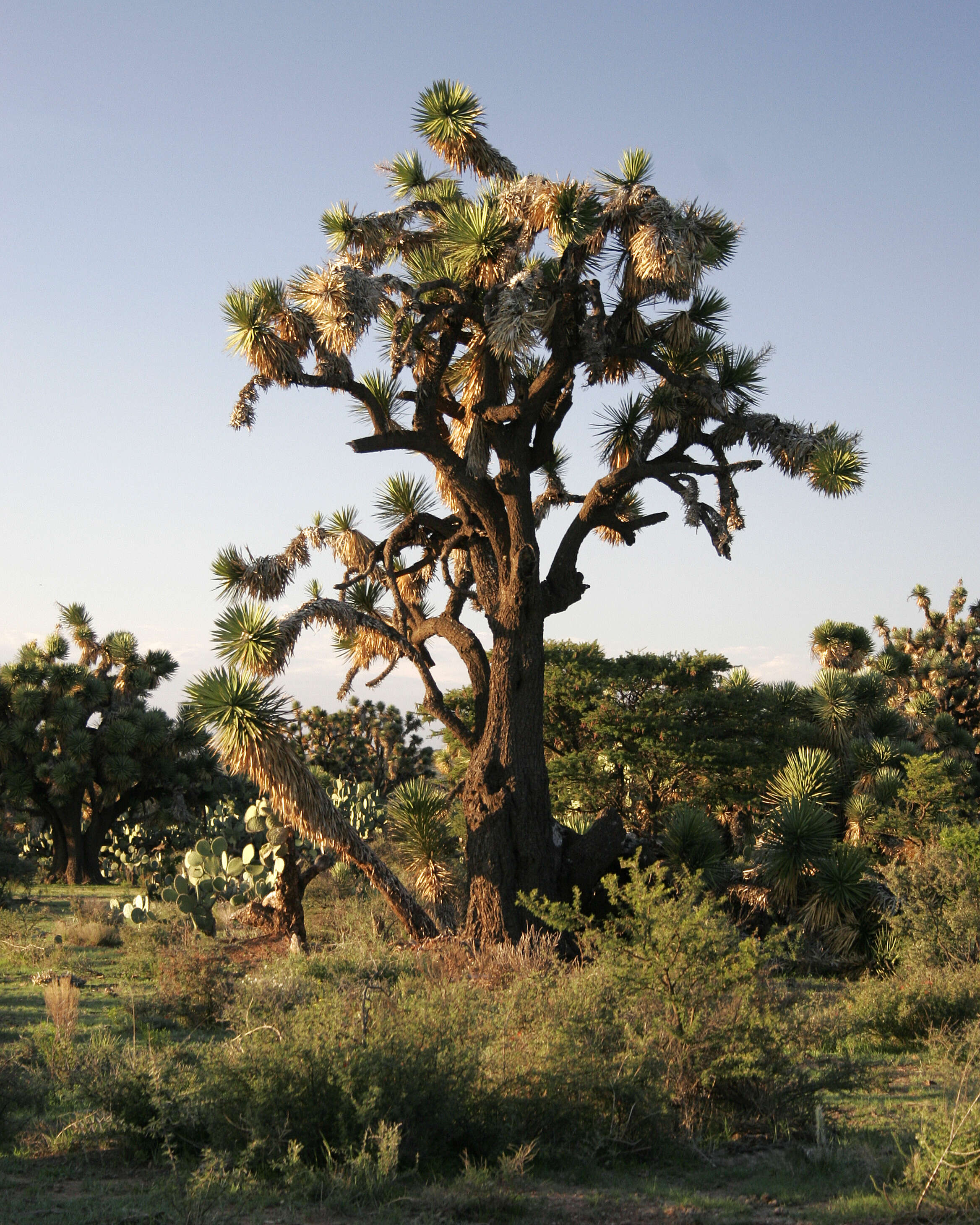 Image of Yucca decipiens Trel.