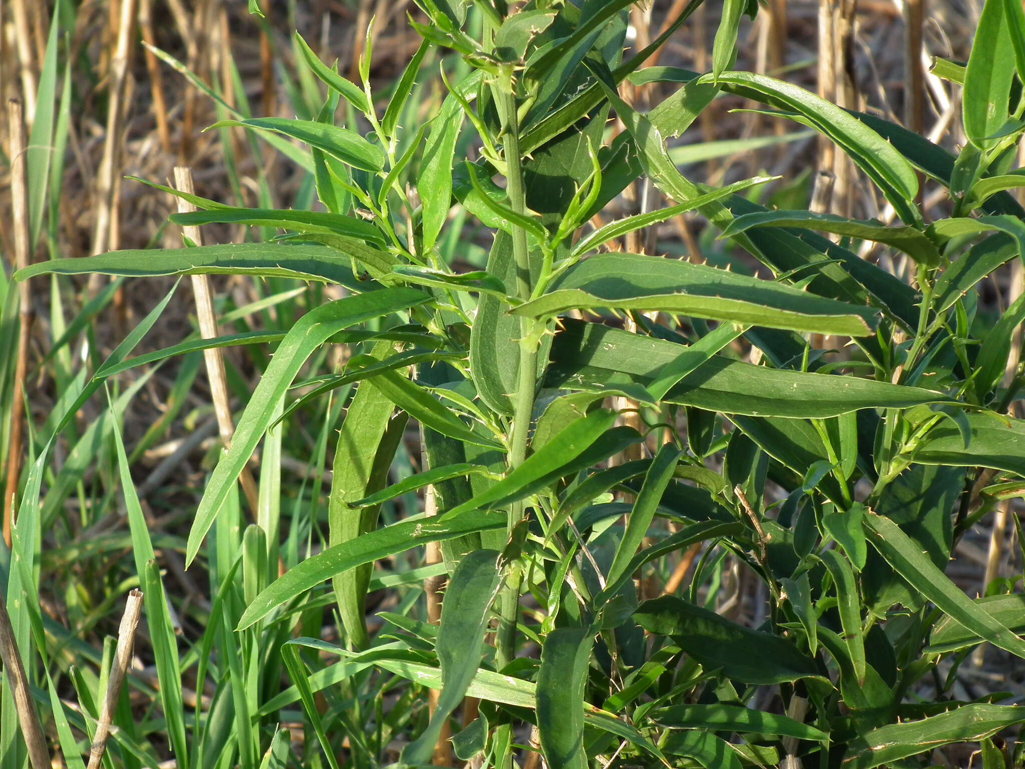 Image of Smilax cognata Kunth