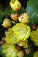 Image of Common Pricklypear