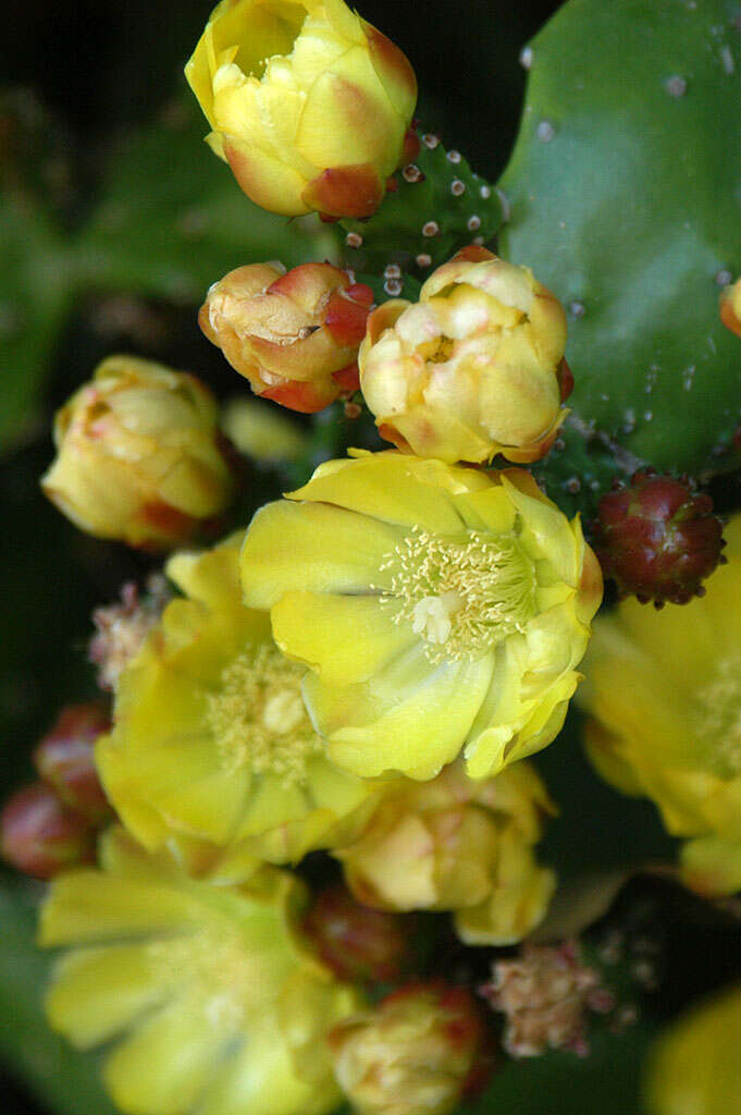 Image of Common Pricklypear