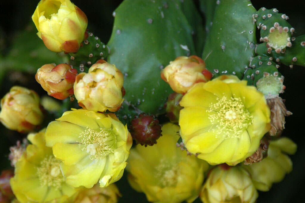 Image of Common Pricklypear