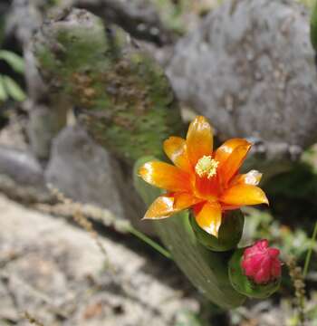 Tacinga inamoena (K. Schum.) N. P. Taylor & Stuppy resmi