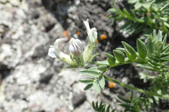 Image de Oxytropis evenorum Jurtzev & A. P. Khokhr.