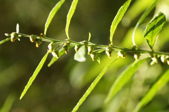 Image of Carpesium abrotanoides L.