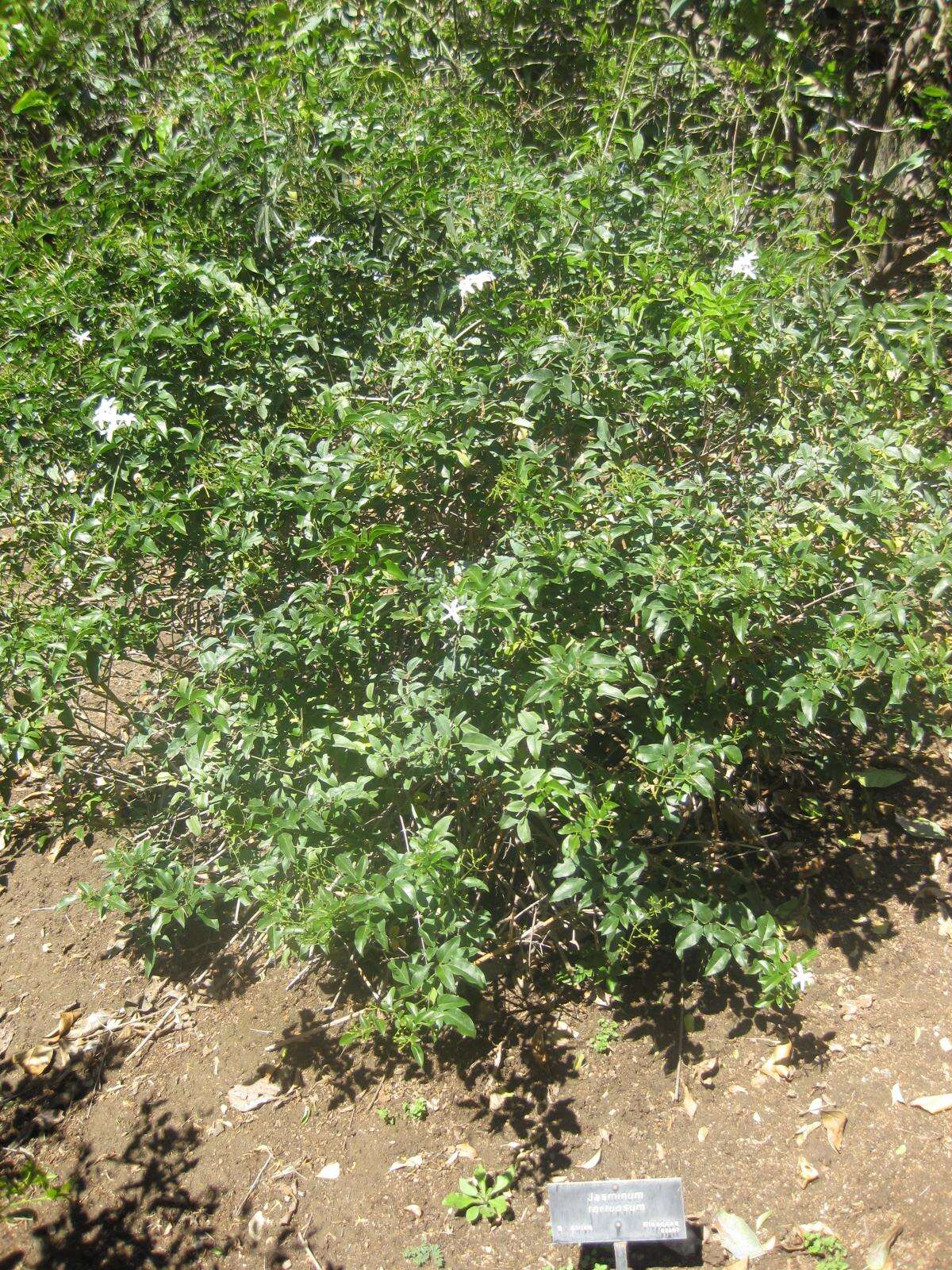 Image of Jasminum tortuosum Willd.