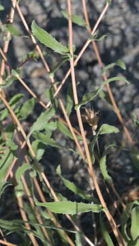 Image of hairy gumweed