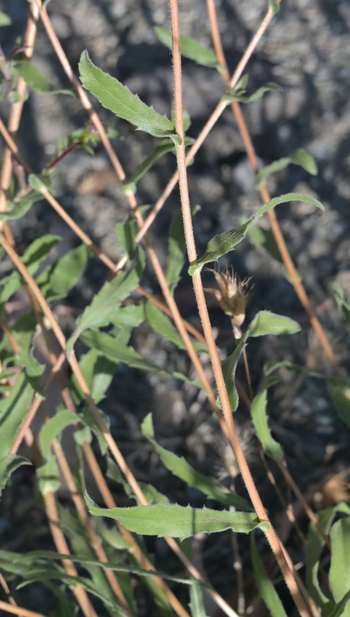 Слика од Grindelia hirsutula Hook. & Arn.