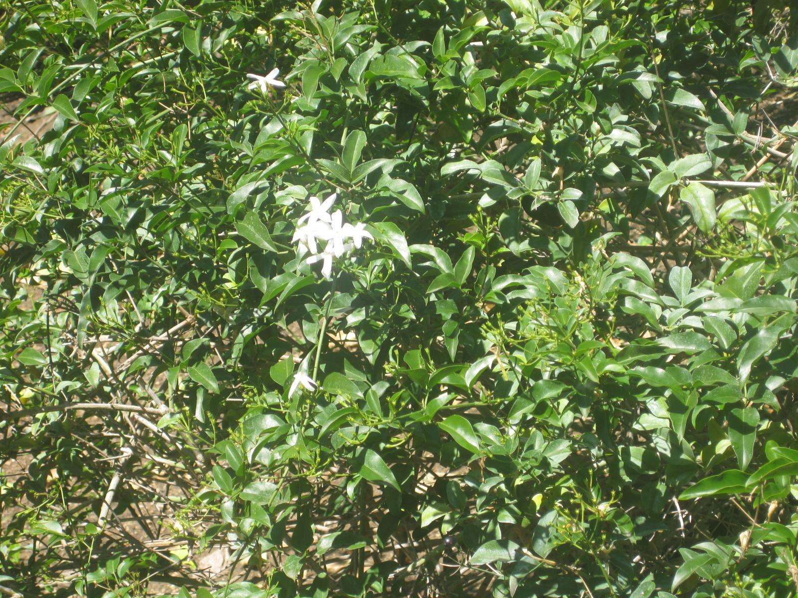 Image of Jasminum tortuosum Willd.