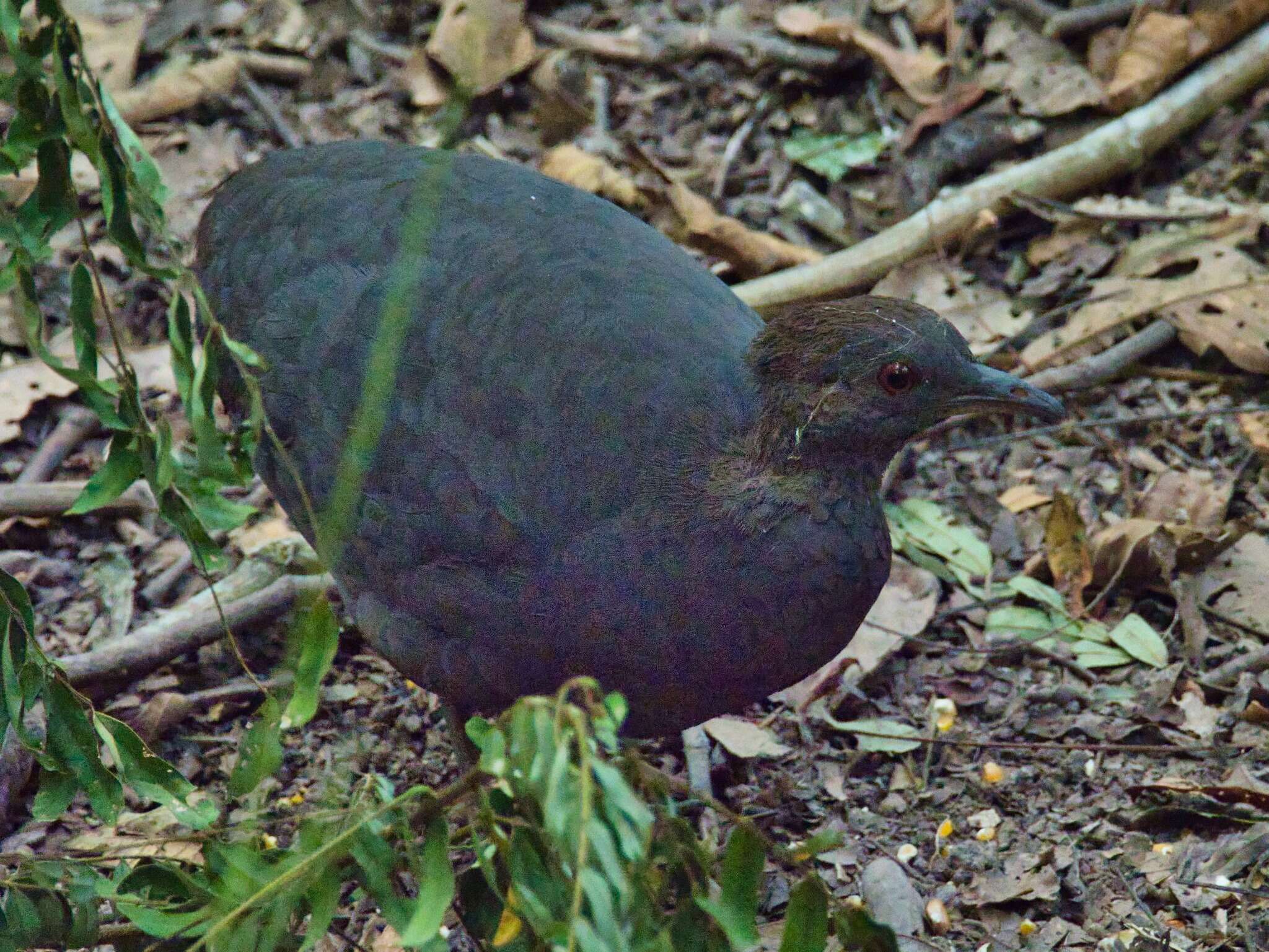 Image of Cinereous Tinamou