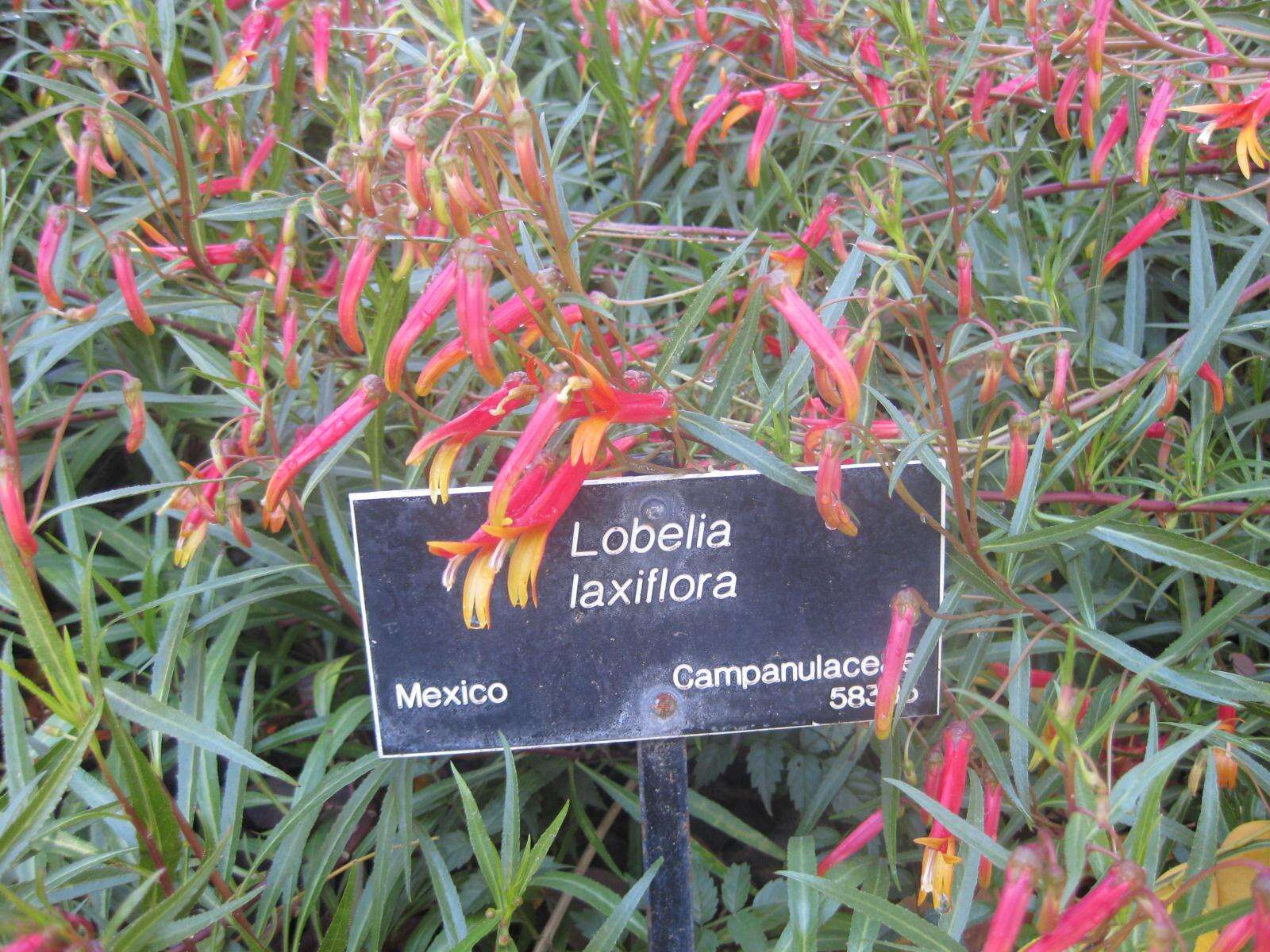 Image de Lobelia laxiflora Kunth