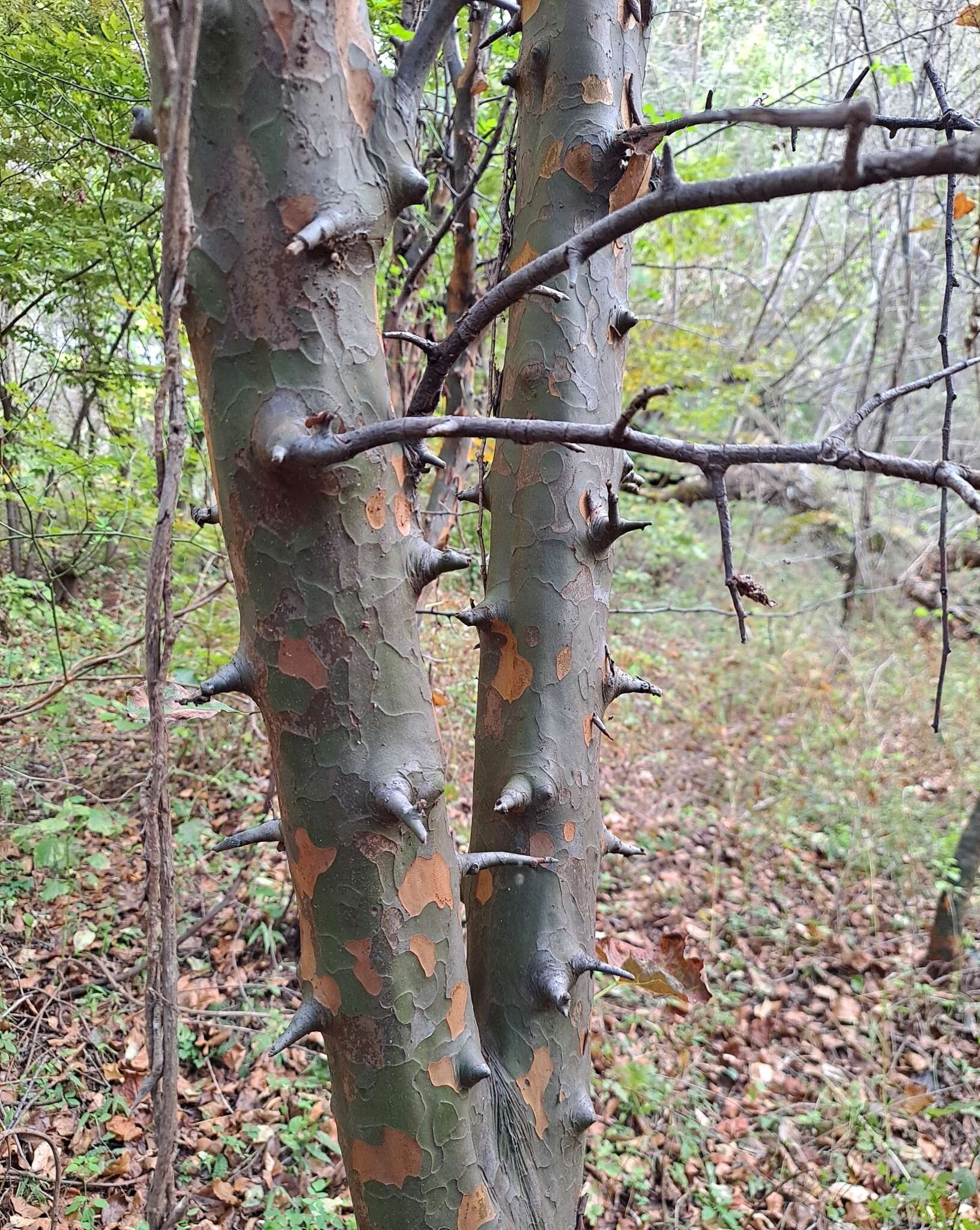 Image of Chinese-quince