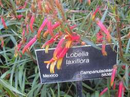 Imagem de Lobelia laxiflora Kunth