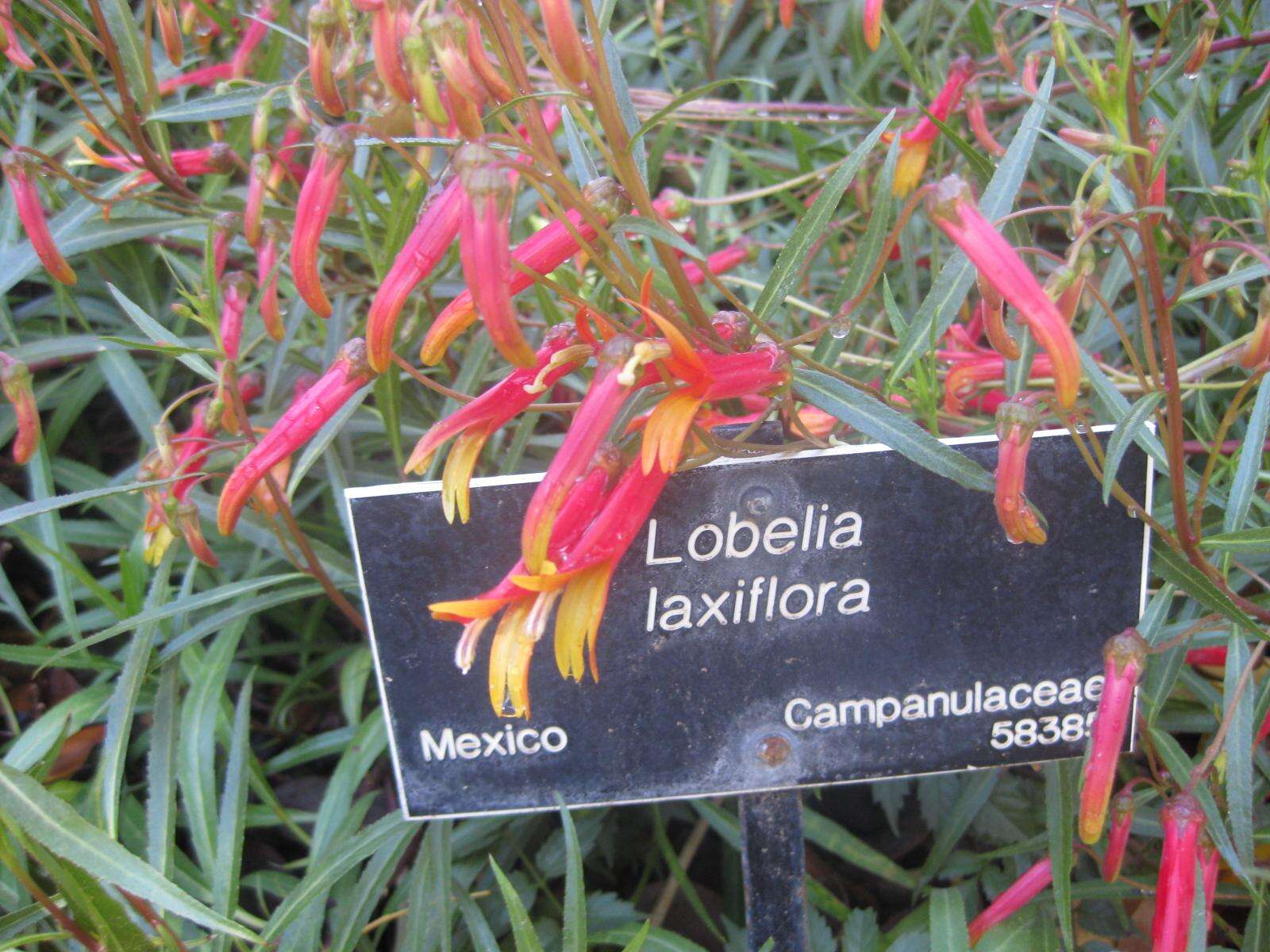 Image de Lobelia laxiflora Kunth