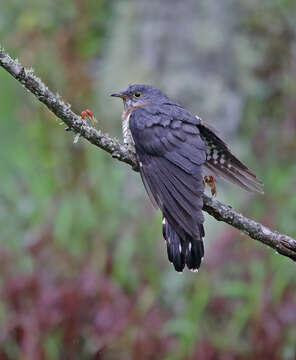 Image of Red-chested Cuckoo