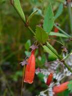 Image of Halleria elliptica Thunb.