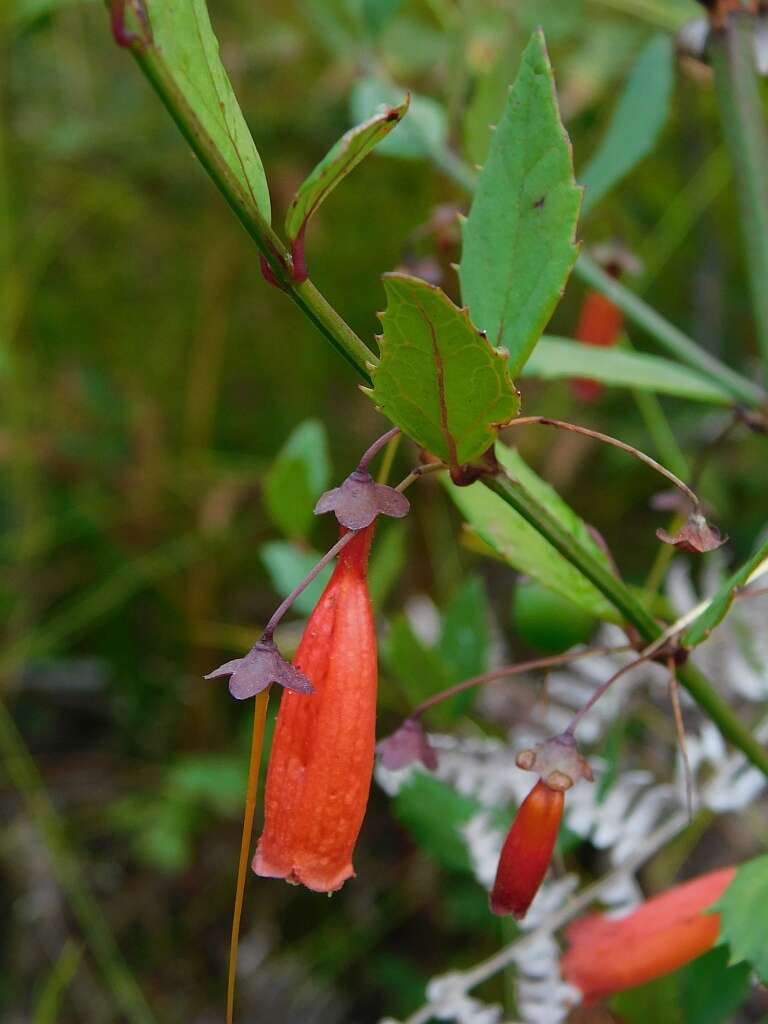 Sivun Halleria elliptica Thunb. kuva